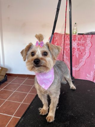 Peluquero canino, paseador canino, cuidado animale