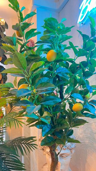 Limonero artificial - elegancia cítrica