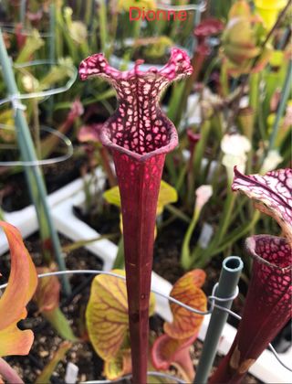 Sarracenia Dionne.planta carnivora