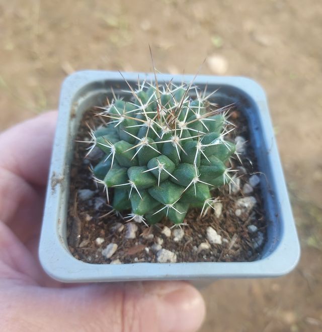 MAMMILLARIA CENTRICIRRHA, maceta 7 cm
