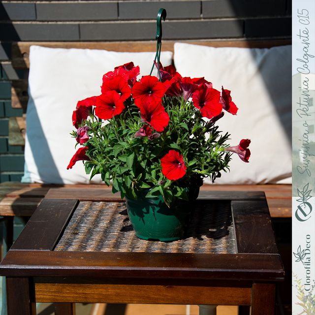 Lote 6 Surfinias Colgantes Mix Ø15 cm, Petunia