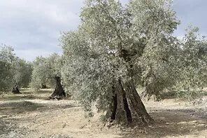 FINCA OLIVOS LUCIOS