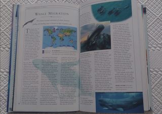 Libro Whales and Dolphins ultimate guide