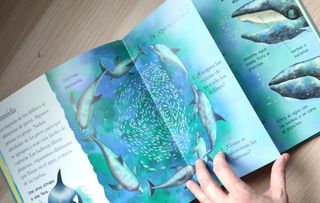 Libro infantil: Delfines y Ballenas