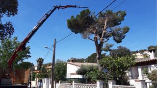 SERVICIOS TALAS Y PODAS 
