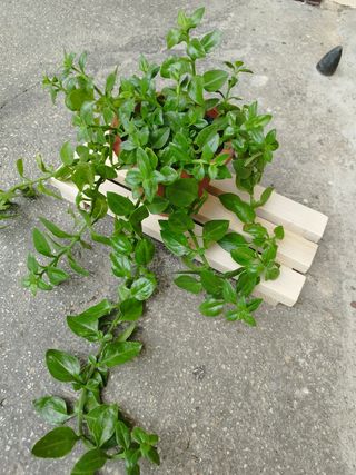 N. 2 Portapiantine in legno