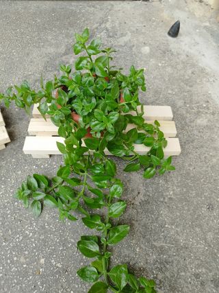 N. 2 Portapiantine in legno