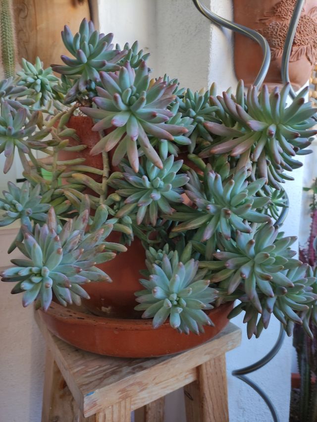 Sedum Pachyphillum Rose