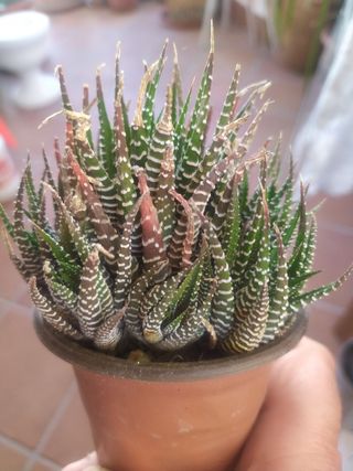Pianta grassa haworthia fasciata