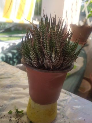 Pianta grassa haworthia fasciata