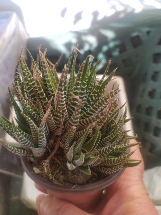 Pianta grassa haworthia fasciata