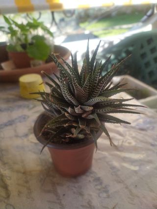 Pianta grassa haworthia fasciata