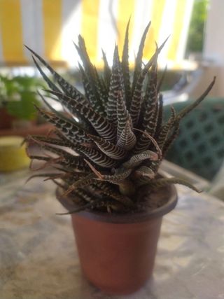 Pianta grassa haworthia fasciata
