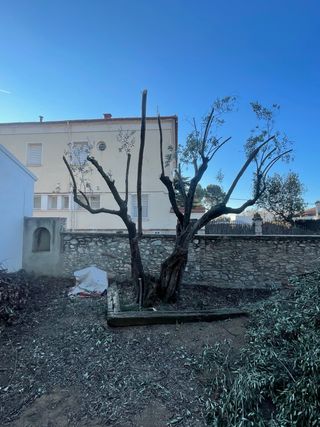 Tala de arboles en altura