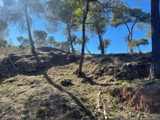 Tala de arboles en altura