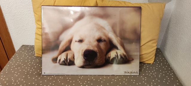 Protector escritorio