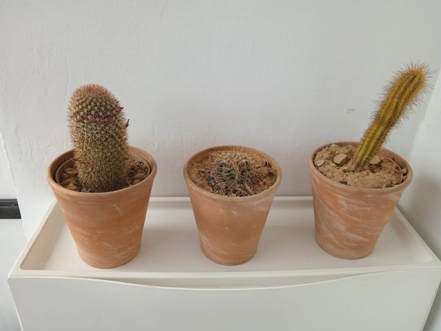 Cactus con macetas de barro