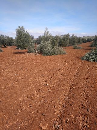 Olivar