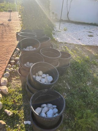 Lote macetero grande