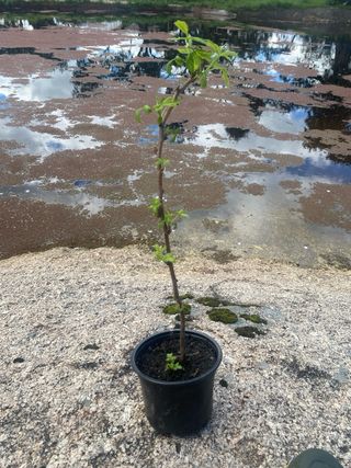 Frambuesos de 30 - 40 cm en macetas