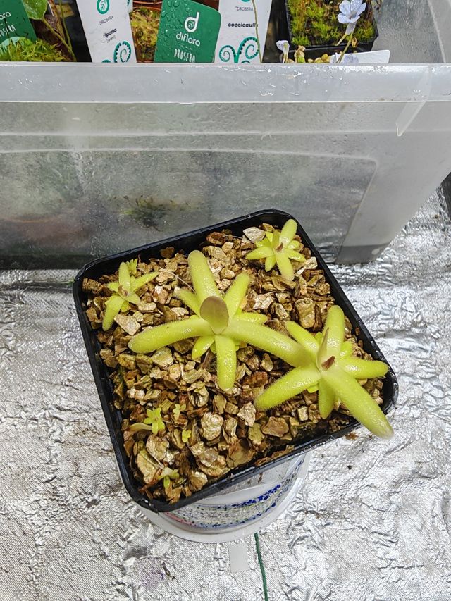 Gracilis x Moctezumae Big Pack 