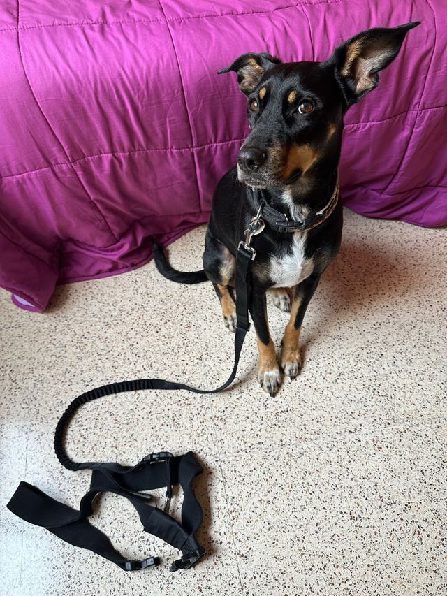 Correa manos libres con cinturón para correr con t