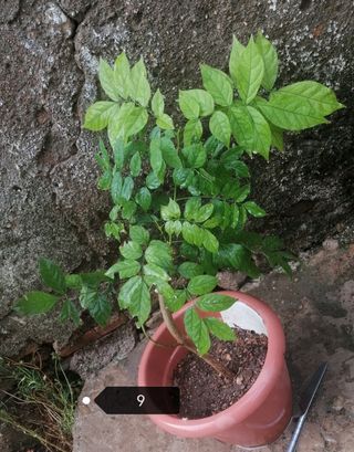una planta de glicinia