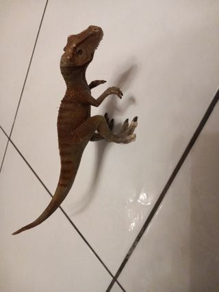 All'oscuro dinosauro da collezione 