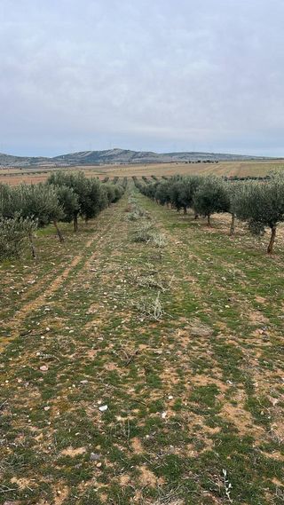 VENTA DE OLIVOS