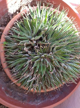 Cactus Haworthia fasciata 