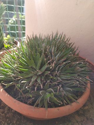 Cactus Haworthia fasciata 