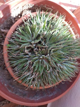 Cactus Haworthia fasciata 