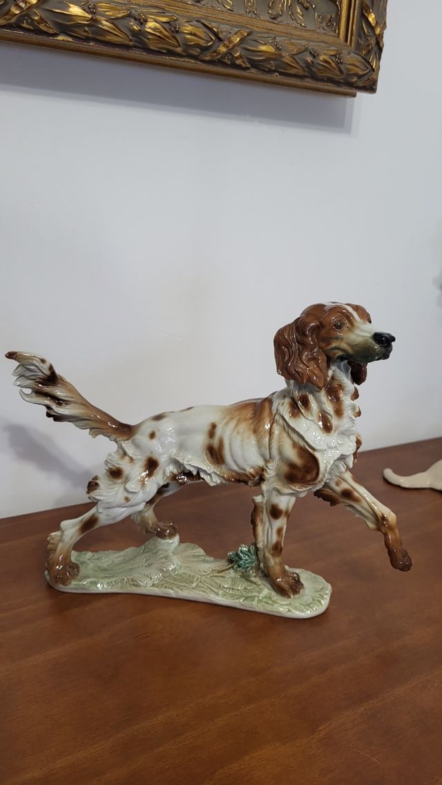 Perro Setter, Algora