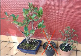 Lote 2 bonsai , madroño y cotoneaster