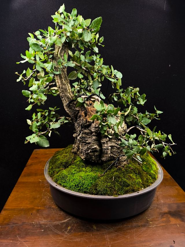 Bonsai in sughero