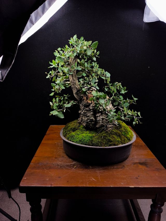 Bonsai in sughero