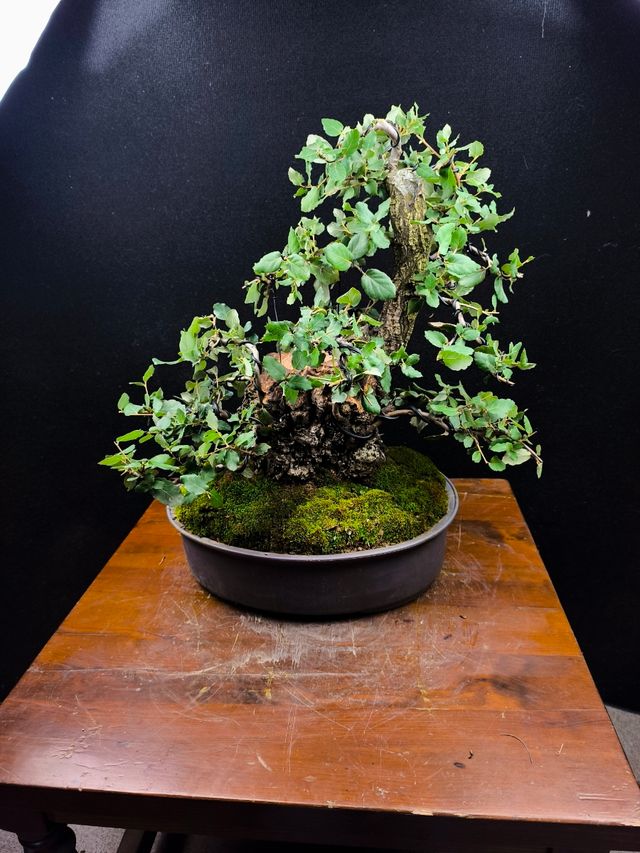 Bonsai in sughero