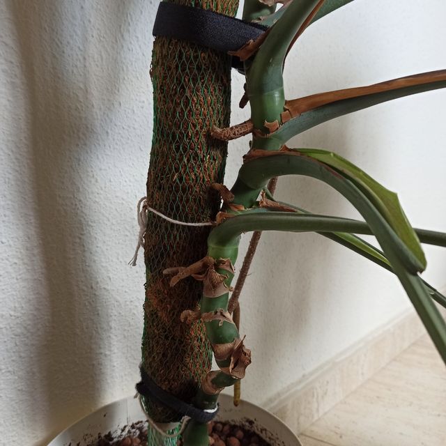 Monstera | Costilla de Adán