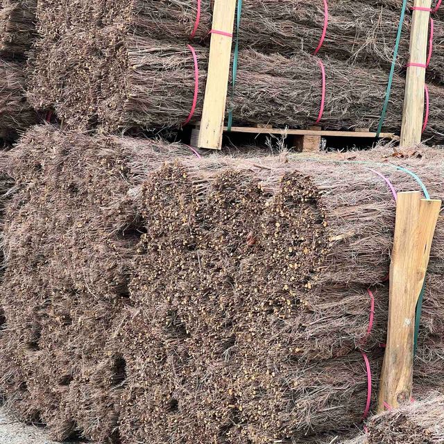 Brezo Natural 1 x 3 m Origen España ¡Calidad!