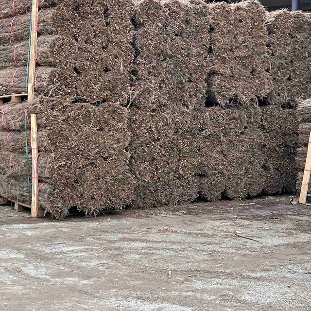 Brezo Natural 1 x 3 m Origen España ¡Calidad!