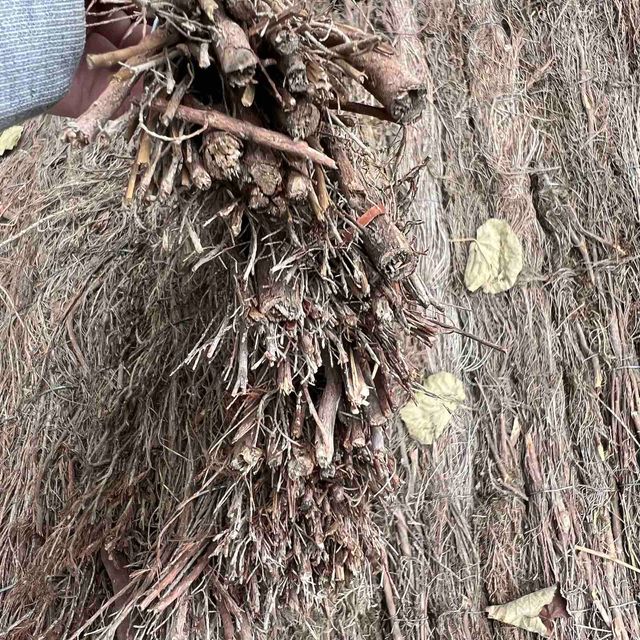 Brezo Natural 1 x 3 m Origen España ¡Calidad!