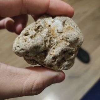 Fósil de cocha marina