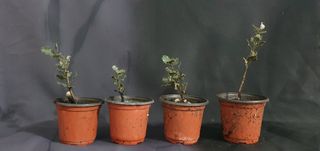 PLANTONES DE ENCINA PARA BONSAIS.