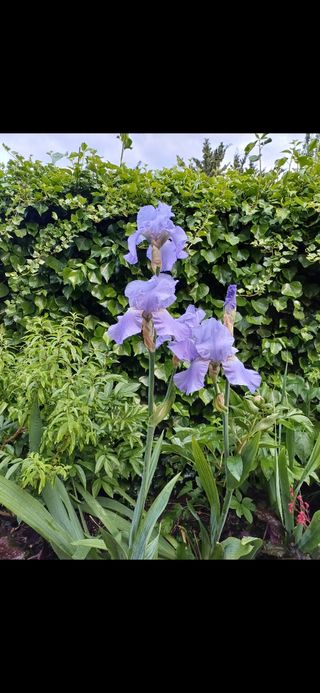 Iris Germánica. Perenne.