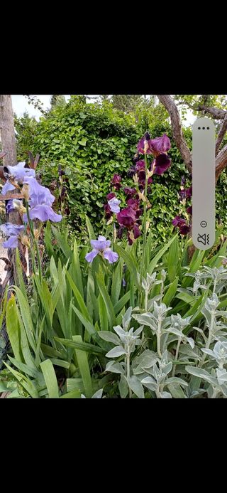 Iris Germánica. Perenne.