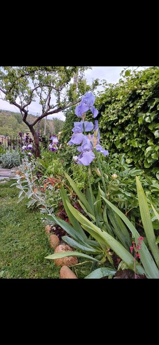 Iris Germánica. Perenne.