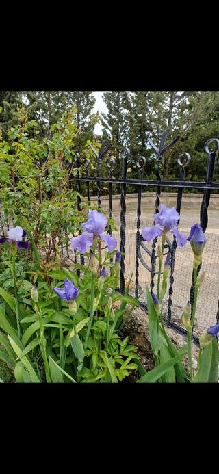 Iris Germánica. Perenne.