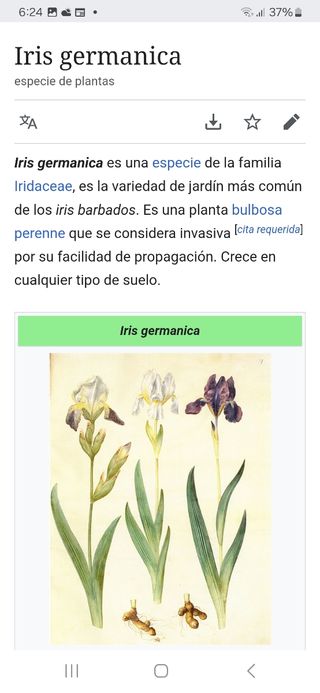 Iris Germánica. Perenne.