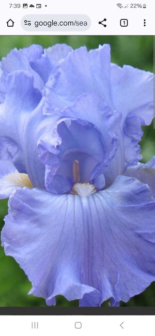 Iris Germánica. Perenne.