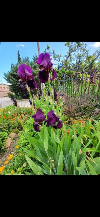 Iris Germánica. Perenne.